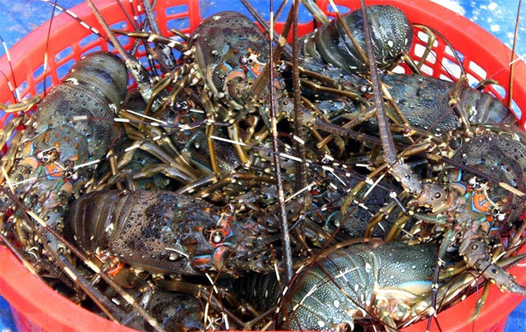 Doanh nghiệp tìm hướng xuất khẩu tôm hùm chính ngạch sang Trung Quốc.